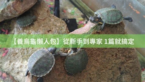 烏龜曬台石頭|【養烏龜懶人包】：從新手到專家，1篇就搞定